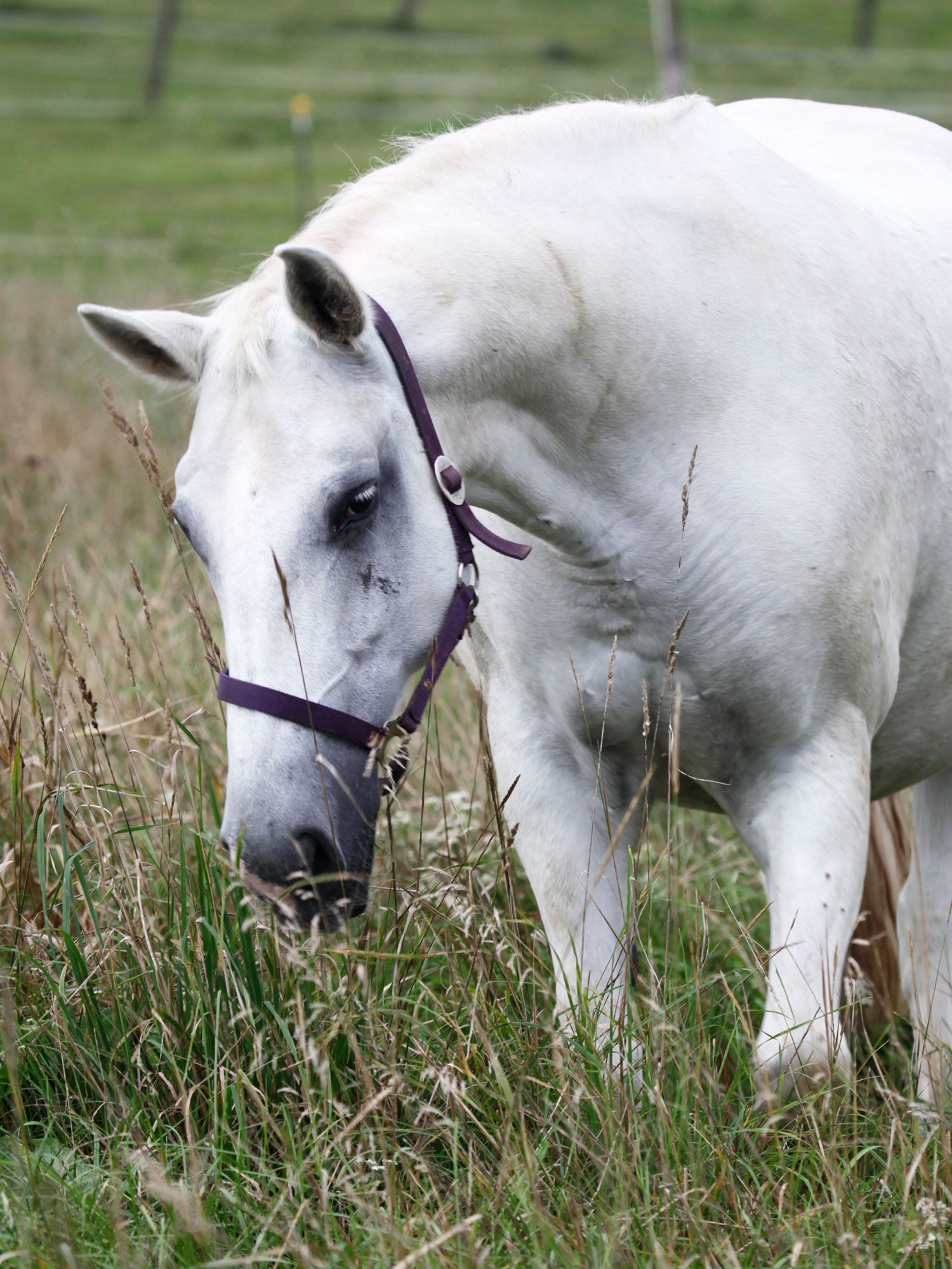 Pferde malen, Gut Drebsdorf, Workshop Malen und Zeichnen im Südharz