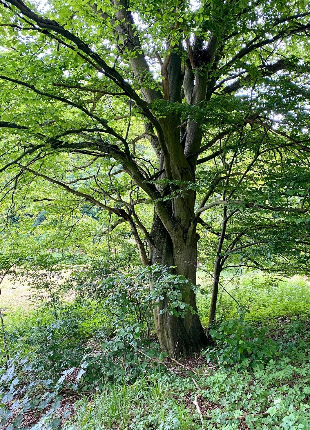 Kreatives Malen im Grünen, Malen im Freien, Kreatives Malen und Zeichnen im Südharz, Freies Malen, Naturstudium, Baumseele, Auftanken im Grünen