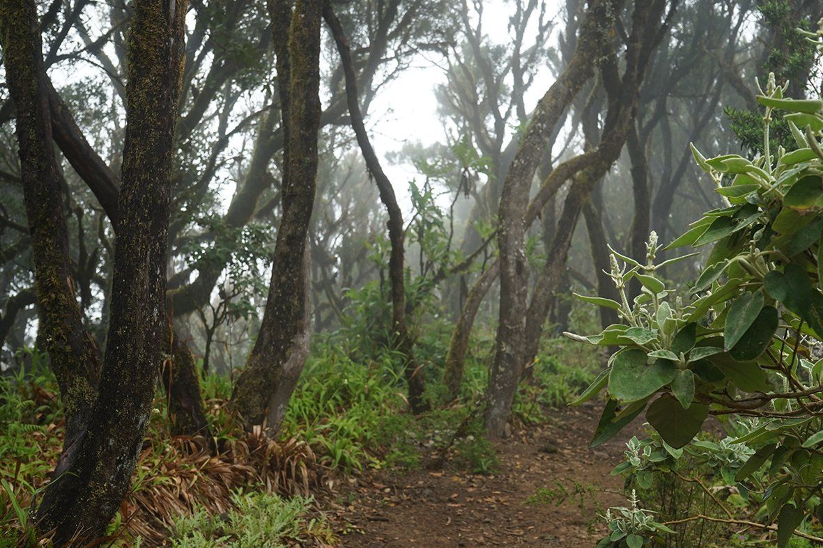Meditation im Nebelwald