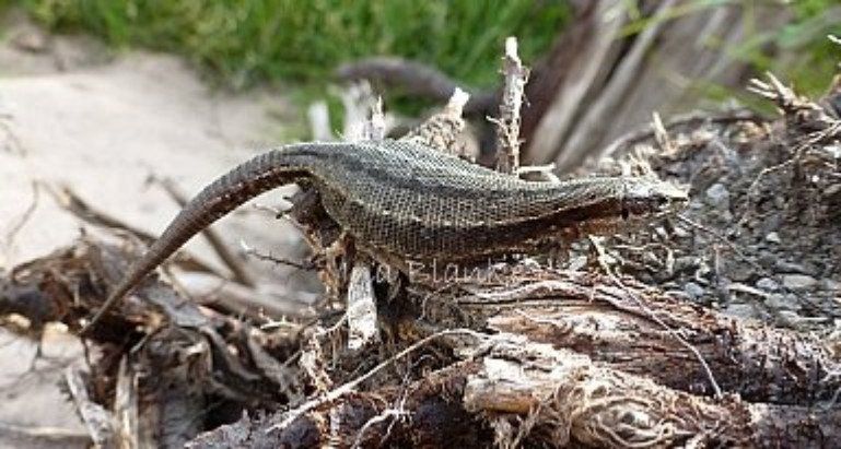 Hochträchtige Waldeidechse © Ina Blanke Hochträchtige Waldeidechse © Ina Blanke