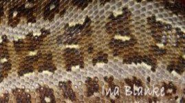 Zeichnung und Beschuppung © Ina Blanke Zeichnung und Beschuppung © Ina Blanke