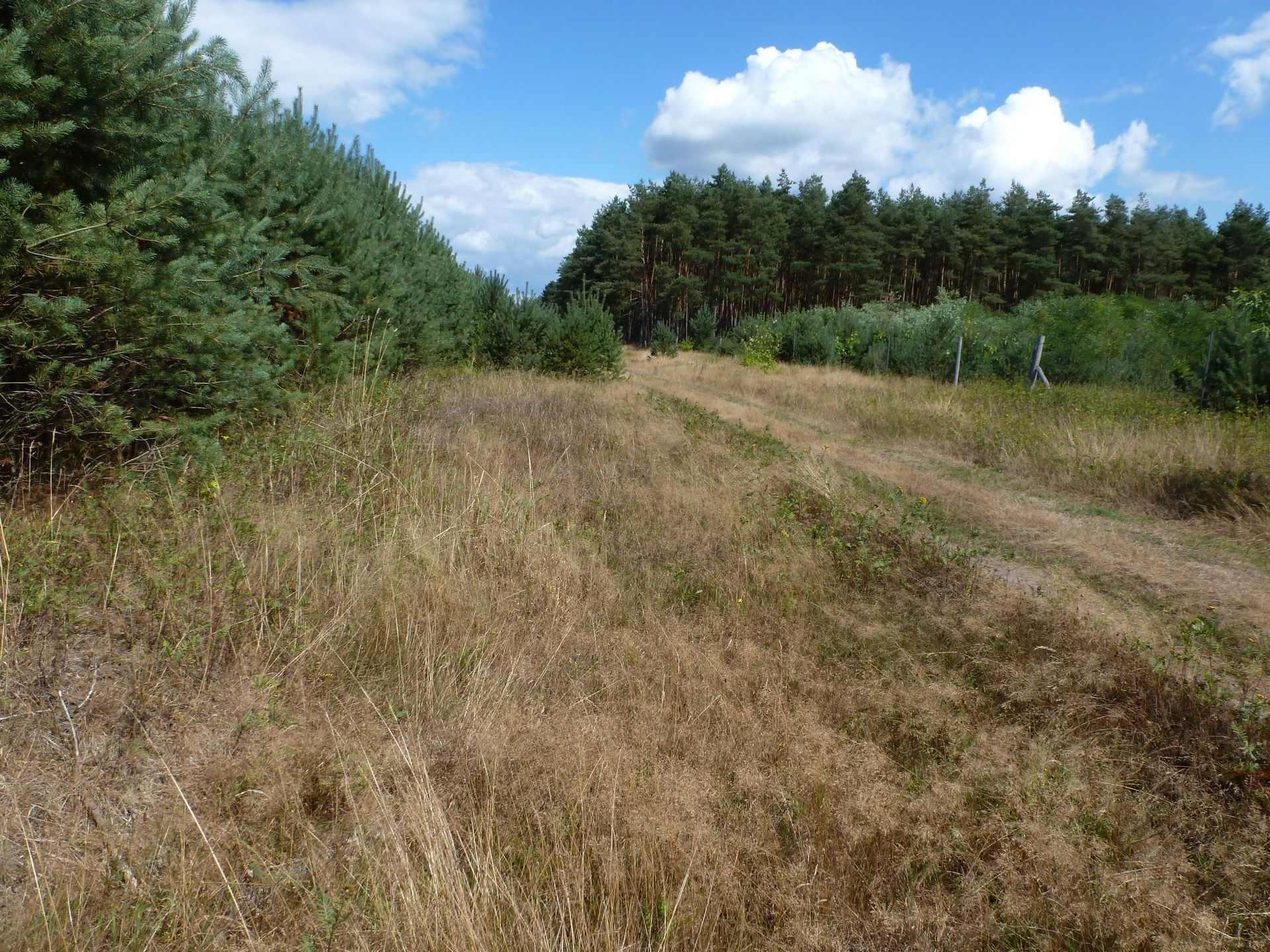 Erstaufforstung als Lebensraumvernichtung © Ina Blanke Durch Aufforstungen vernichtete Lebensräume im Wald