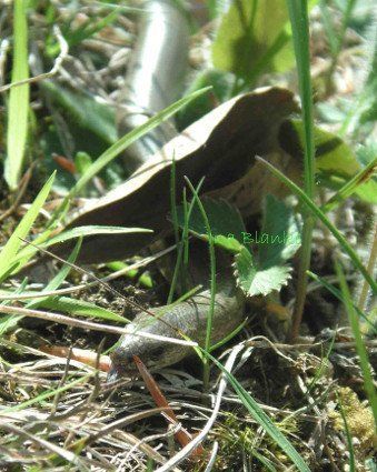 Züngelende Blindschleiche   © Ina Blanke Züngelende Blindschleiche   © Ina Blanke