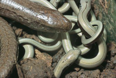 Mutter mit Jungtieren  © Axel Kwet Mutter mit Jungtieren  © Axel Kwet