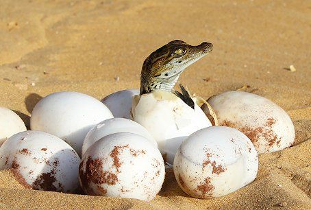 Aus dem Ei schlüpfendes Reptil. Schlüpfendes Krokodil