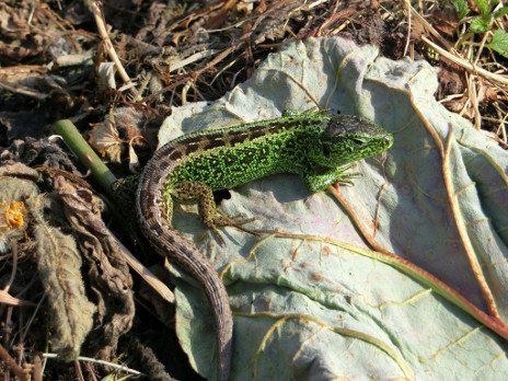 Zauneidechse im Garten. Foto Mandes Rupp Grüne Zauneidechse auf Kompost
