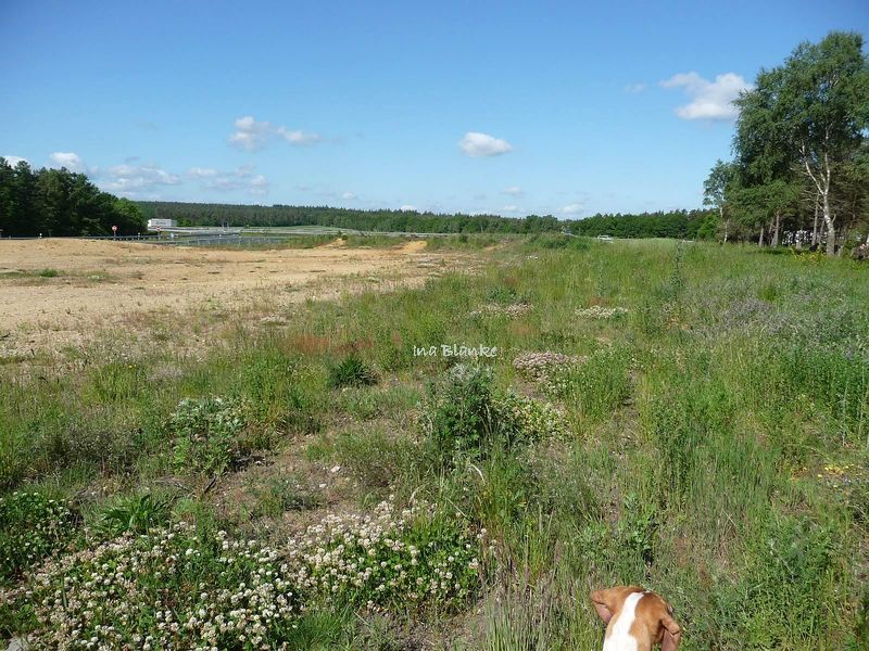 Lebensraumschutz statt Absammeln © Ina Blanke Strukturreiche Krautschicht zwischen offenem Sand und Gehölz