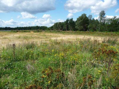 Lebensraum statt Ackerfläche Sand und blütenreiche Vegetation auf ehemaliger Ackerfläche