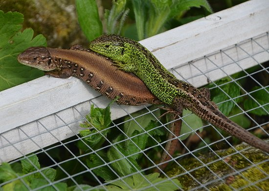 https://commons.wikimedia.org/wiki/File:Kuscheln_am_Zaun.jpg Grünes Männchen und rotrückiges Weibchen auf Drahtgitter im Garten Zauneidechse auf Zaunpfahl