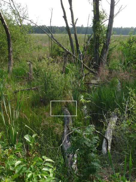 Lebensraum mit Ringelnatter © Ina Blanke Suchbild: Lebensraum mit Ringelnatter © Ina Blanke