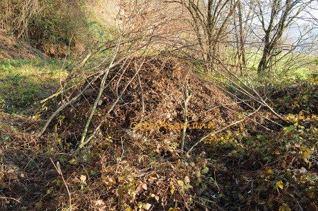Neuer Häckselhaufen. © Otto Assmann. Mit Reisig abgedeckter Häckselhaufen