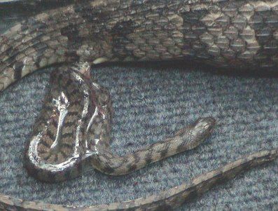 Geburt einer Schwimmnatter https://commons.wikimedia.org/w/index.php?curid=3405746 Geburt einer Schwimmnatter https://commons.wikimedia.org/w/index.php?curid=3405746