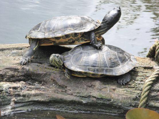 Zwei Schildkröten auf Holz.
