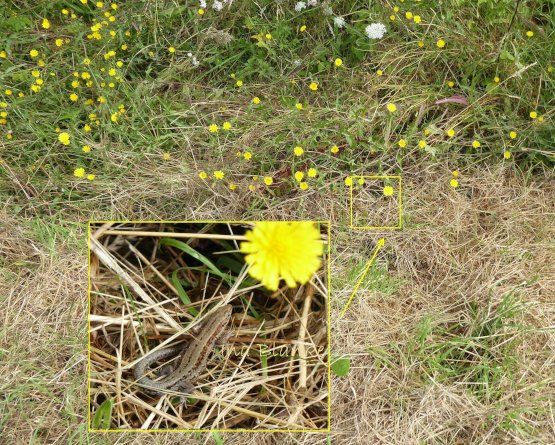 Waldeidechse am Rand eines Mähstreifens © Ina Blanke. Waldeidechse auf gemähtem Gras