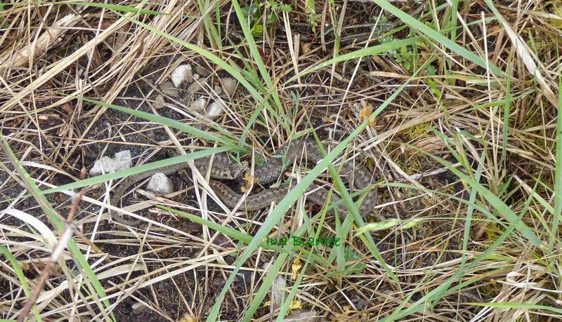 Perfekt getarnte Schlingnatter © Ina Blanke Braune Schlange in braunem Gras.