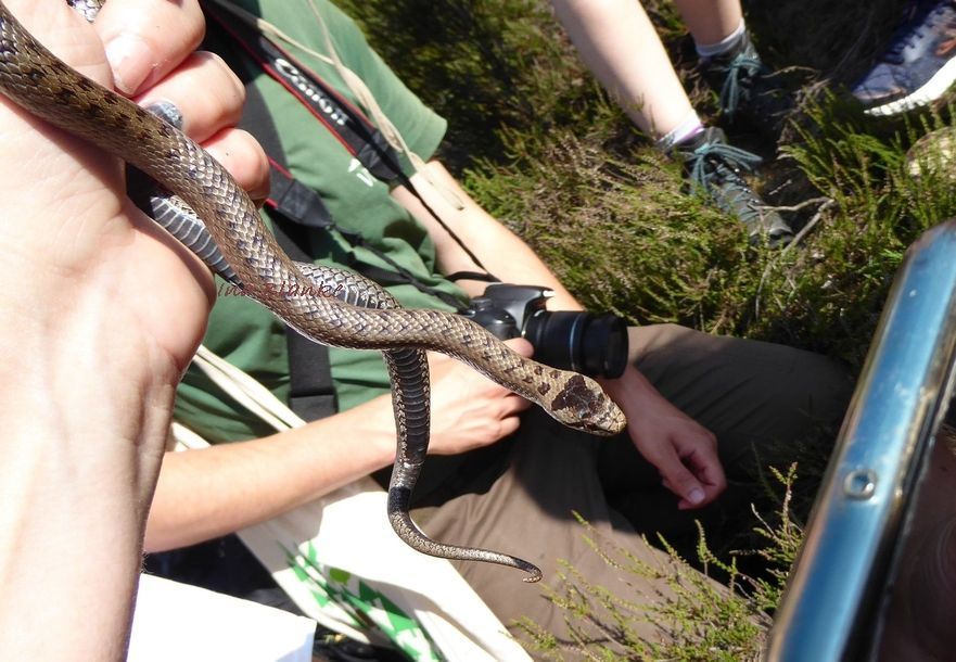 Reptilienlebensraum © Ina Blanke Kiefernwald und Kartoffelfeld © Ina Blanke