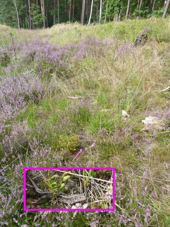 Zauneidechse in Celle © Ina Blanke. Zauneidechse in vergraster Heide.