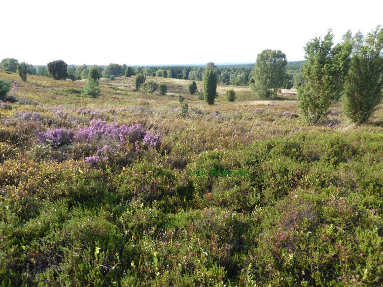 Wilseder Berg © Ina Blanke. Blick über die Heidelandschaft mit Wacholder