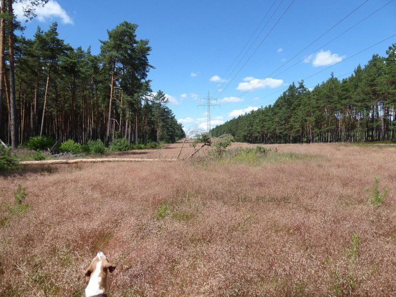 Leitungstrasse mit Draht-Schmielen. © Ina Blanke Vergraste Schneise im Kiefernwald.