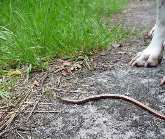 Blindschleiche © Ina Blanke Blindschleiche auf Weg.