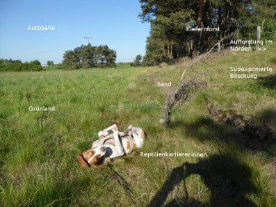 Habitatelemente und Spürhund Grünland, Böschung, Wald und Spürhund