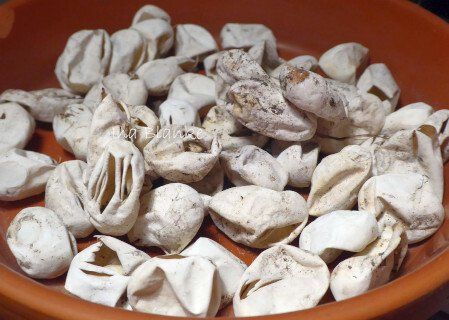 Leere Eihüllen nach erfolgreichem Schlupf in einem nach den Rezepten hier angelegtem Natternhaufen. Leere Eihüllen nach erfolgreichem Schlupf