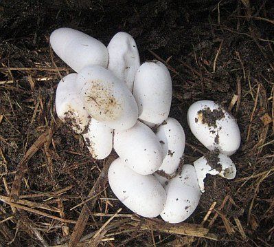 Eier in Kompost  http://commons.wikimedia.org/wiki/ File%3ANatrix_0697.JPG Eier in Kompost  http://commons.wikimedia.org/wiki/ File%3ANatrix_0697.JPG