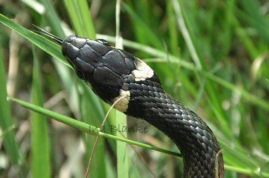 Züngelnde Ringelnatter © Ina Blanke Züngelnde Ringelnatter © Ina Blanke