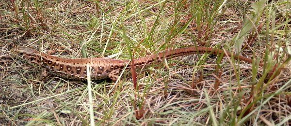 Rotrückige Zauneidechse © Ina Blanke Rotrückige Zauneidechse © Ina Blanke