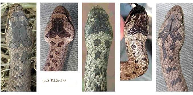 Färbung und Zeichnungsmuster von fünf Schlingnattern © Ina Blanke Färbung und Zeichnungsmuster von fünf Schlingnattern © Ina Blanke
