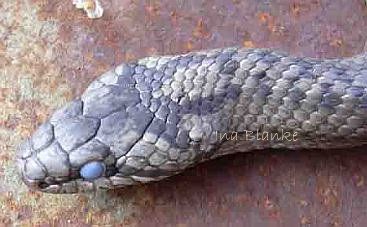 Schlingnatter mit trüben Augen © Ina Blanke Schlingnatter mit trüben Augen © Ina Blanke