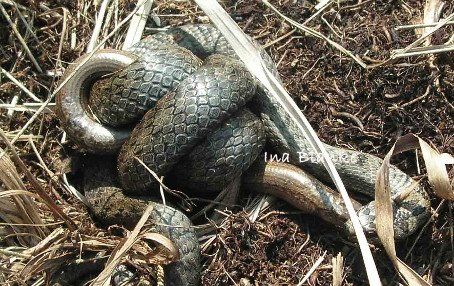 Schlingnatter umschlingt und frisst Blindschleiche © Ina Blanke Schlingnatter umschlingt und frisst Blindschleiche © Ina Blanke