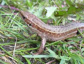 Waldeidechse © Ina Blanke Waldeidechse © Ina Blanke