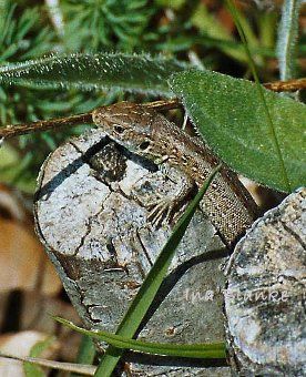 Schlüpfling der Zauneidechse © Ina Blanke Schlüpfling auf Stubben © Ina Blanke
