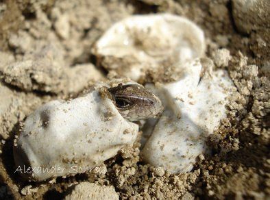 Zauneidechse schlüpft aus Ei © Alexander Schrey Zauneidechse schlüpft aus Ei © Alexander Schrey