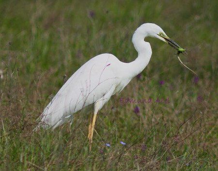 Silberreiher mit Zauneidechse (C) Edmund Abel Grüne Zauneidechse im Schnabel eines Reihers