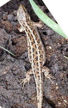 Nach Eiablage © Gerald Schmitt Weibchen nach der Eiablage, die Flanken sind eingefallen und das Tier wirkt ausgezehrt © Gerald Schmitt