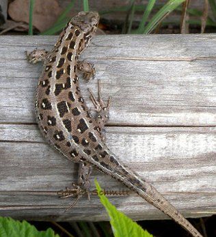 Weibchen vor Eiablage © Gerald Schmitt Vor Eiablage - Weibchen dick und rund © Gerald Schmitt