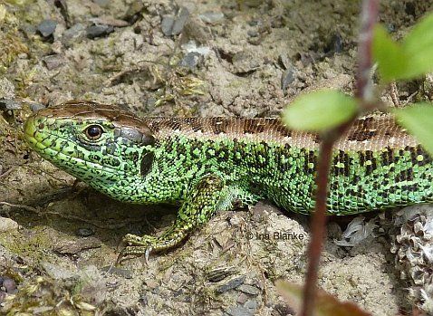 Zauneidechsen-Männchen © Ina Blanke Zauneidechsen-Männchen © Ina Blanke
