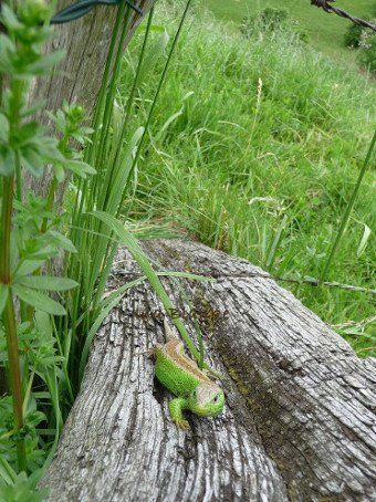 Hypomelanistische Zauneidechse auf Zaunpfahl   © Ina Blanke