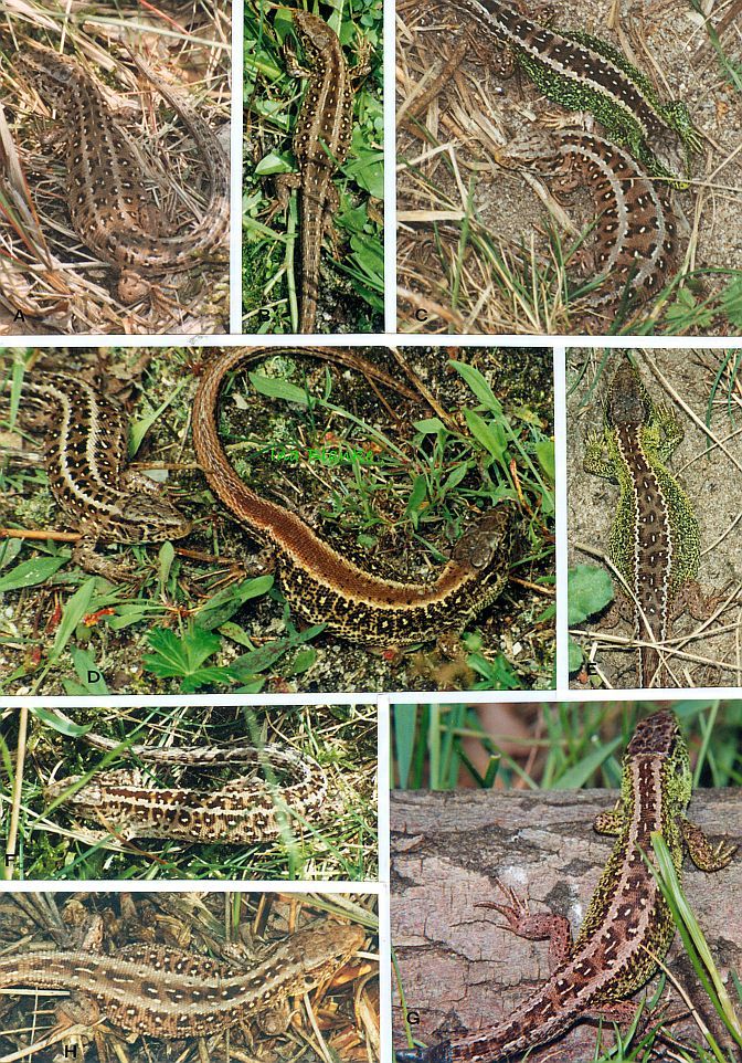 9 Zauneidechsen aus einer Population - ganz unterschiedlich gefärbt und gezeichnet © Ina Blanke 9 Zauneidechsen aus einer Population - ganz unterschiedlich gefärbt und gezeichnet © Ina Blanke