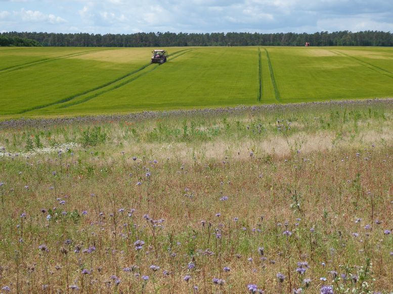 Gewellte Landschaft aus Sand. © Ina Blanke Brache, Getreidefeld und Wald.