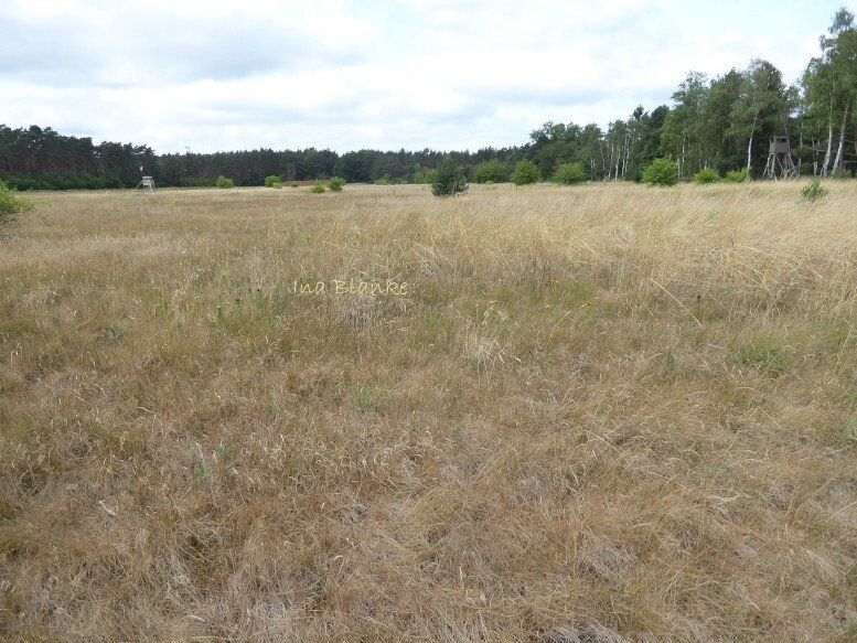 Offenhaltung durch Vergrasung © Ina Blanke. Große Lichtung.