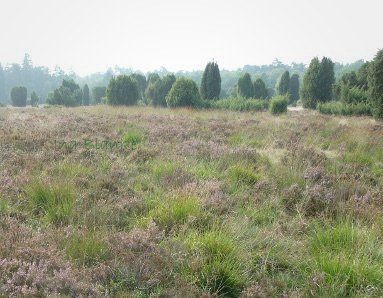 Lebensraum vergraste Sandheide © Ina Blanke Lebensraum vergraste Sandheide © Ina Blanke