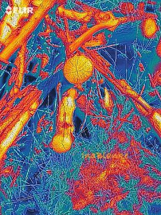 Starkes Holz erwärmt sich deutlich besser © Ina Blanke Wärmebild von Holzhaufen