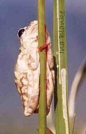 Frosch in Kenia © Ina Blanke Frosch in Kenia © Ina Blanke