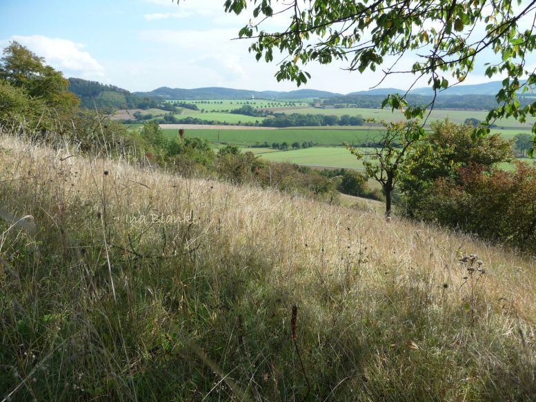 Reptilienlebensräume im Naturpark Solling-Vogler © Ina Blanke Vergraster Hang und Blick über das Bergland.