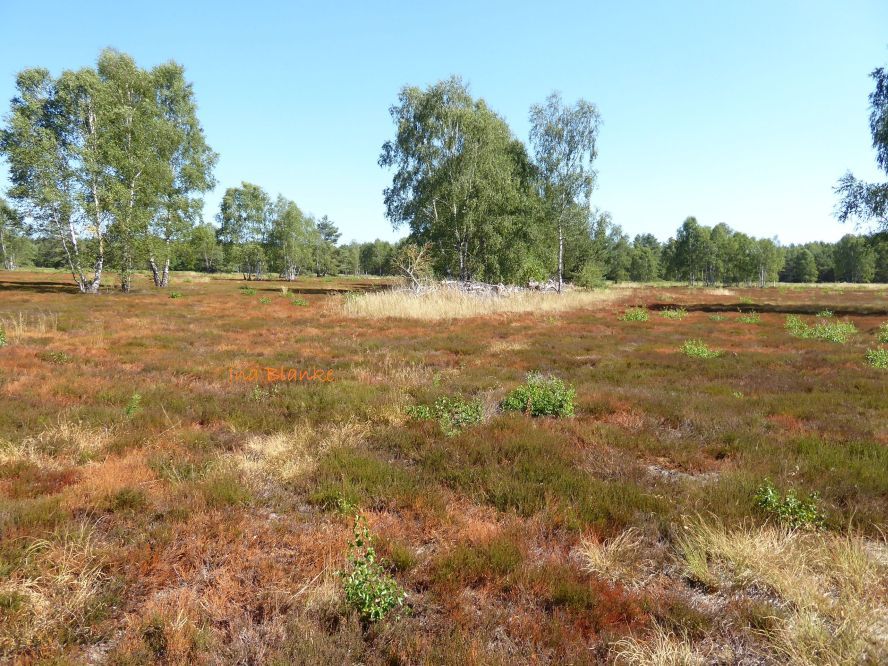 © Ina Blanke. Fluss im Marschland.