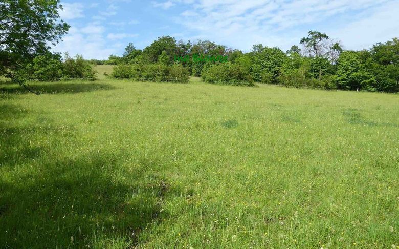 Ehemaliger Zauneidechsen-HotSpot Beweideter Magerrasen mit Gehölzriegel