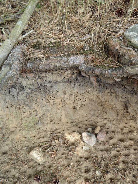 Natürliche Brutwand an einem Waldrand